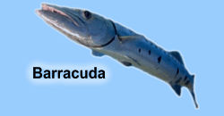 barracuda.jpg