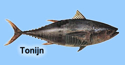 tonijn.jpg
