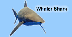 whaler_shark.jpg
